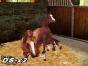 Screenshot of Horse Life (Nintendo DS)