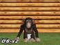 Screenshot of My Pet Chimp (Nintendo DS)