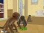 Screenshot of Monkey Madness (Wii)