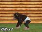 Screenshot of My Pet Chimp (Nintendo DS)