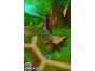 Screenshot of Over the Hedge (Nintendo DS)